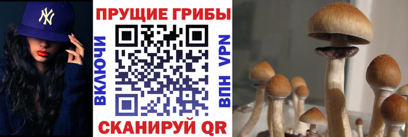 Псилоцибиновые грибы Psilocybe  Купить где  Воскресенск 